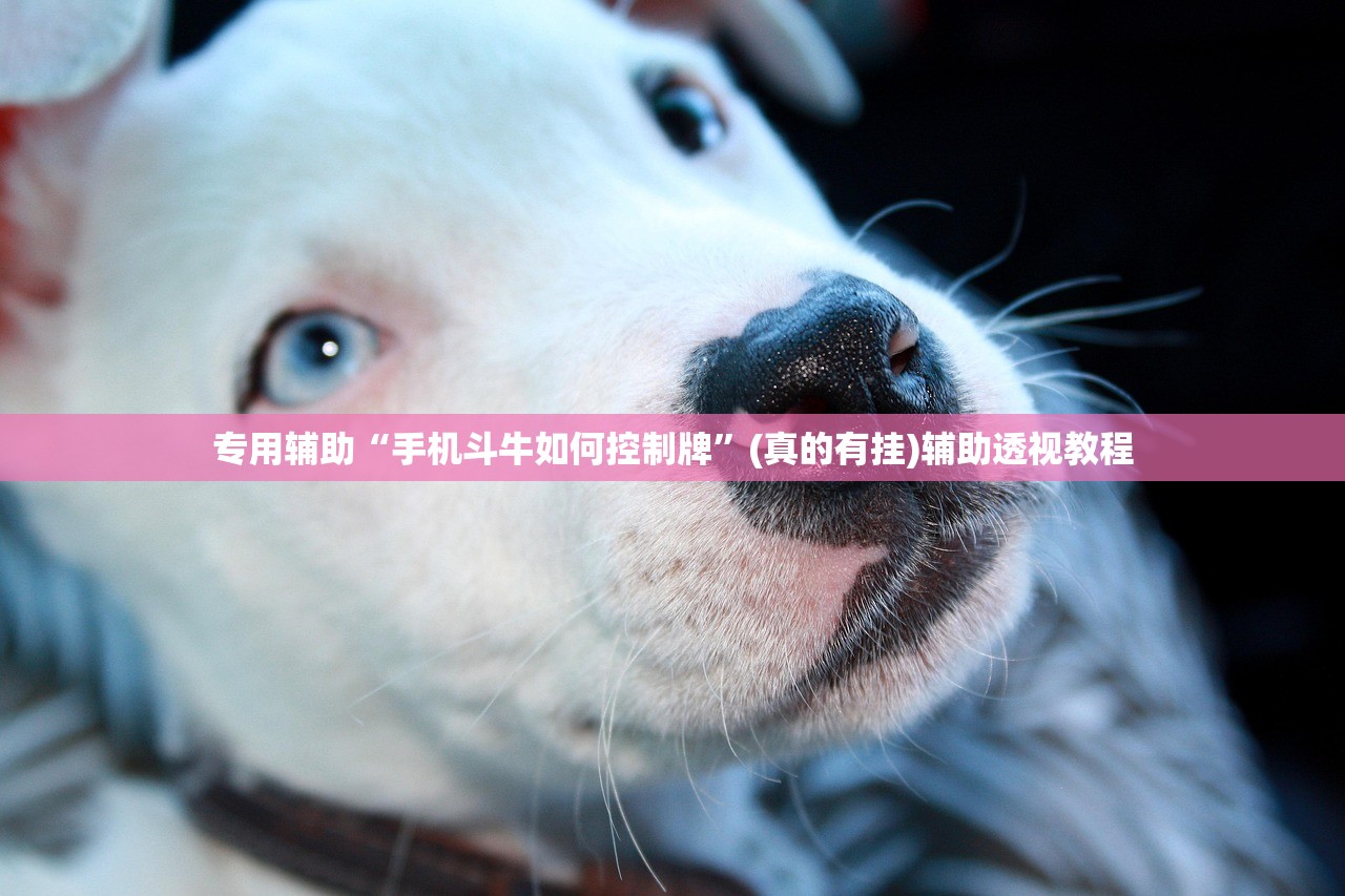 专用辅助“手机斗牛如何控制牌”(真的有挂)辅助透视教程