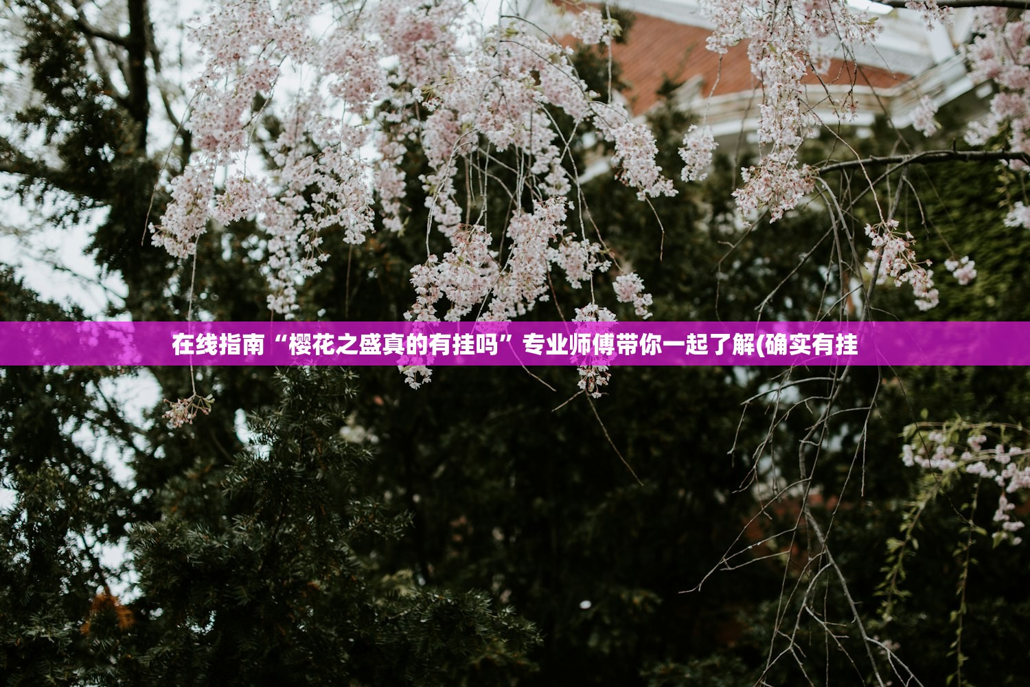 在线指南“樱花之盛真的有挂吗”专业师傅带你一起了解(确实有挂